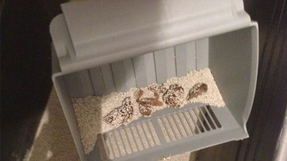 Die Katzenstreuschaufel Keddii Scoop im Einsatz