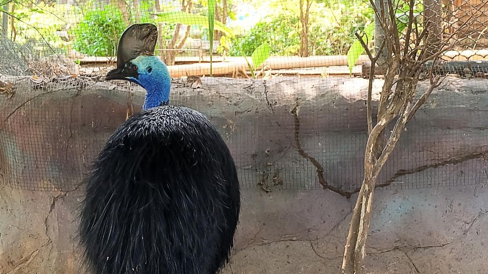 Tolpel Nigel Neuseeland Trauert Um Einsamsten Vogel Der Welt Stern De