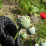 Trump ruft Notstand aus: Opiumschwemme in den USA - die Bilder der Krise