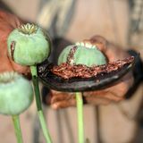 Trump ruft Notstand aus: Opiumschwemme in den USA - die Bilder der Krise