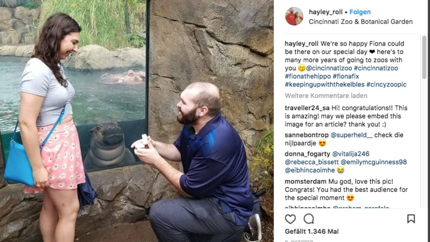 Fiona will's wissen: Neugieriges Nilpferd crasht Heiratsantrag