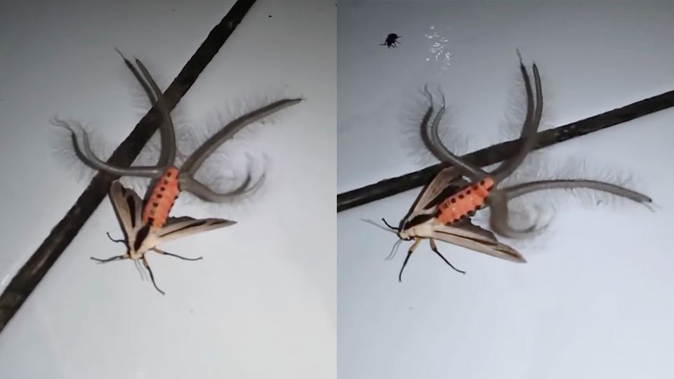 Creatonotos gangis: Eine Motte mit riesigen Tentakeln - vor diese Kreatur fürchtet sich das Netz
