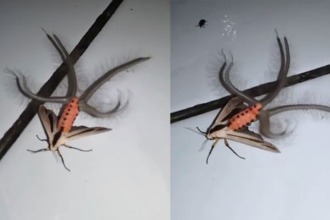 Creatonotos gangis: Eine Motte mit riesigen Tentakeln - vor diese Kreatur fürchtet sich das Netz
