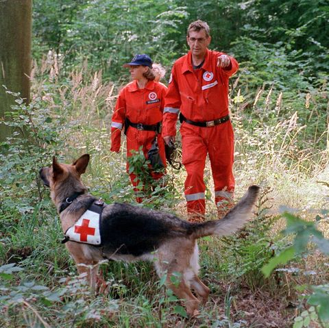Ein Mann und eine Frau in orangenen Overalls folgen einem Suchhund durch einen Wald