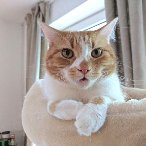 Die Katze ist das beliebteste Haustier der Deutschen. Dabei ist Jack ja eigentlich ein Kater.