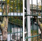 Pixel 2 und Pixel 2 XL gegen iPhone 8 Plus