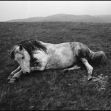 Pferd in Wales, 1965  Dieses und weitere Motive finden Sie hier.