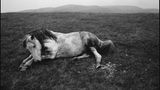 Pferd in Wales, 1965  Dieses und weitere Motive finden Sie hier.