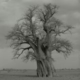 Afrikanischer Affenbrotbaum am Ende der Trockenzeit in Dar Jawama, Nord-Kordofan, Sudan im August 2001.  Dieses und weitere Motive finden Sie hier.