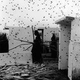 Ein Friedhof in Juchitán, Mexiko, 1988.  Dieses und weitere Motive finden Sie hier.