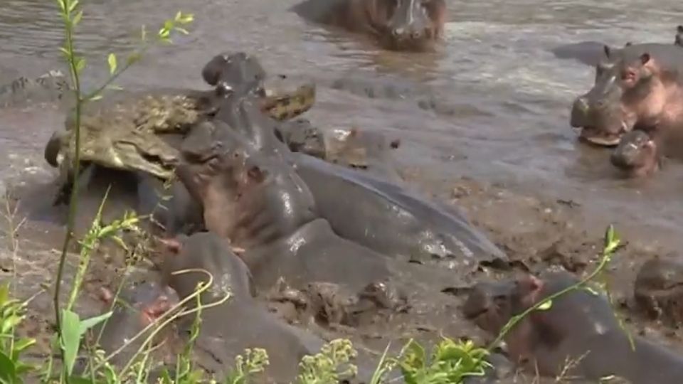 Reptil im Feindesland: Leg dich nicht mit Hippos an! Dutzende Nilpferde greifen Krokodil an Reptil im Feindesland: Leg dich nicht mit Hippos an! Dutzende Nilpferde greifen Krokodil an