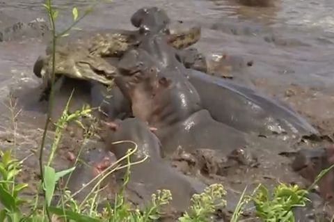 Reptil im Feindesland: Leg dich nicht mit Hippos an! Dutzende Nilpferde greifen Krokodil an