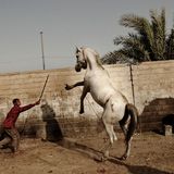 Das Leben in Baghdad, Irak im Juli 2004.  Dieses und weitere Motive finden Sie hier.