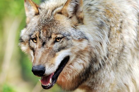 In Sachsen wurde ein Wolf zum Abschuss freigegeben (Symbolbild)