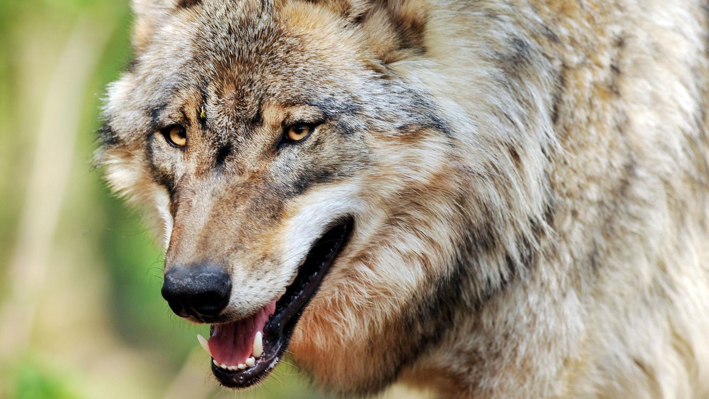 In Sachsen wurde ein Wolf zum Abschuss freigegeben (Symbolbild)