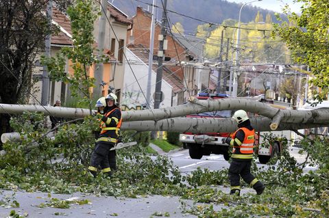Chaos durch Herbststurm "Herwart": Zahlreiche Bäume stürzten um und behinderten Bahn und Straßenverkehr