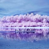 Pingelap liegt im Westpazifik und ist Teil der Föderierten Staaten von Mikronesien. 438 Bewohner zählt der kleine Inselstaat - und wäre damit eigentlich zur Bedeutungslosigkeit verdammt. Doch seit einigen Jahren werden zunehmend Wissenschaftler und Journalisten auf das Archipel aufmerksam. Der Grund: Viele Bewohner Pingelaps tragen ein seltenes Gen, das ihre Sicht auf die Welt grundlegend verändert.