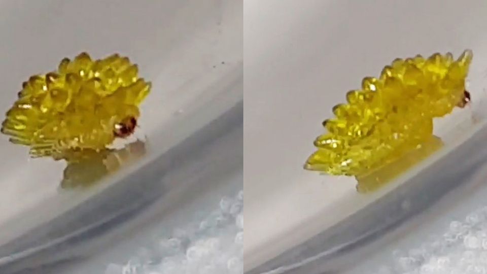 Was ist es?: Diese seltsame Kreatur sieht aus wie ein krabbelndes Gummibärchen