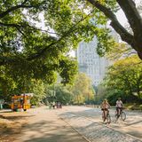 Central Park – Broadway   Central Park. Radfahrerparadies. Der Lärm verschwindet. Die Wolkenkratzer sind nur noch entfernte Silhouetten zwischen dem Grün der Ahornbäume. Jogger schwitzen, Väter werfen Söh­nen einen Football zu. Dann eine berittene Polizeistreife. Der Gaul wiehert, die Polizistin schaut mich an. Ihr Blick, exakt wie der meiner Mathematiklehrerin: In Mathe war ich eine Niete. Die Radwege des Central Parks sind fast alle Einbahnstraßen, ich bin ein Geisterradler, erklärt die Ordnungsfrau. Ich entschuldige mich mit hochrotem Kopf und fahre weiter – nun in der richtigen Richtung. Meine Irr- und Umwege zeichne ich auf einem Stadtplan ein, der bald wie ein Gemälde von Jackson Pollock aussieht. Am "Lake" füttern Rentnerinnen Enten, an der John-Lennon-Gedenkstätte "Strawberry Fields" vor dem düsteren Dakota Building stimmt ein Gitarrist sein Instrument. Wie oft er am Tag "Imagine" singe, frage ich. Er lacht auf. Am Columbus Circle lasse ich die grüne Lunge New Yorks hinter mir. 