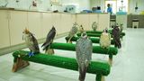Abu Dhabi Falcon Hospital  Es eine der ungewöhnlichsten Attraktionen: ein Krankenhaus nur für Greifvögel. Seit zehn Jahren kann die von der deutschen Tierärztin Margit Müller begründete Institution auch von Touristen besucht werden. Falken haben in der Golfregion einen hohen Stellenwert, sind mehr als nur Wappentier und Statussymbol. Sie werden zur Jagd abgerichtet und manche von ihnen besitzen sogar einen Reisepass, was man in dem kleinen Museum erfährt. Den Mitarbeitern kann man bei der Pediküre der Klauen zuschauen.  Infos: www.falconhospital.com