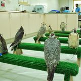 Abu Dhabi Falcon Hospital  Es eine der ungewöhnlichsten Attraktionen: ein Krankenhaus nur für Greifvögel. Seit zehn Jahren kann die von der deutschen Tierärztin Margit Müller begründete Institution auch von Touristen besucht werden. Falken haben in der Golfregion einen hohen Stellenwert, sind mehr als nur Wappentier und Statussymbol. Sie werden zur Jagd abgerichtet und manche von ihnen besitzen sogar einen Reisepass, was man in dem kleinen Museum erfährt. Den Mitarbeitern kann man bei der Pediküre der Klauen zuschauen.  Infos: www.falconhospital.com