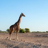 Arabian Wildlife Park  Schon seit den 1970er Jahren ist Sir Bani Yas Island ein Naturschutzgebiet. Auf der 250 Kilometer westlich von Abu Dhabi gelegenen Insel, die 17 mal 9 Kilometer misst, leben 10.000 Wildtiere, darunter Oryxantilopen, Gazellen, Giraffen, Hyänen und Geparden. Neben Anreise per Schiff vom Festland kann man am schnellsten per Wasserflugzeug das Kleinod erreichen.  Die Anreise mit dem Auto von Abu Dhabi City dauert lediglich drei Stunden.  Infos: www.sirbaniyasisland.com