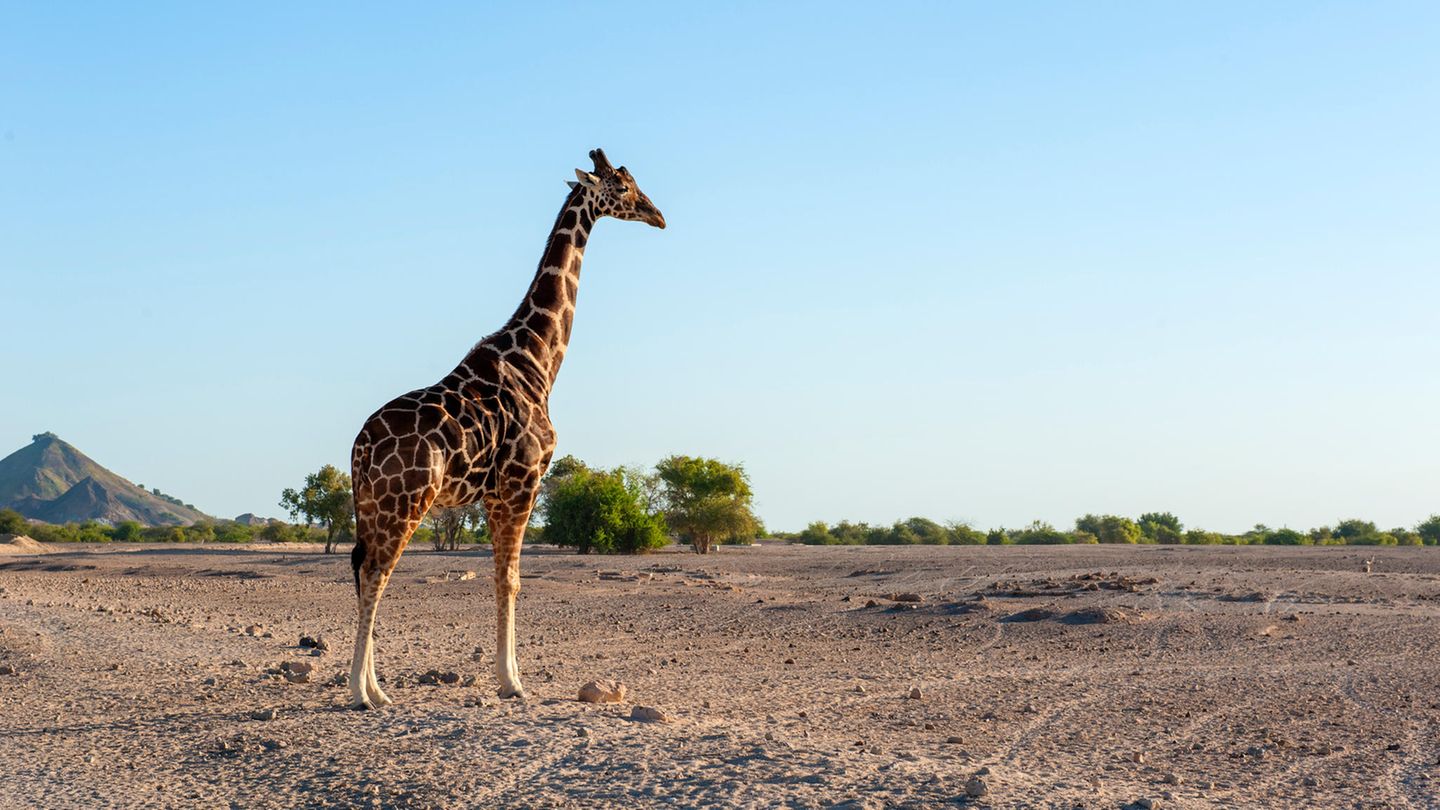 Arabian Wildlife Park  Schon seit den 1970er Jahren ist Sir Bani Yas Island ein Naturschutzgebiet. Auf der 250 Kilometer westlich von Abu Dhabi gelegenen Insel, die 17 mal 9 Kilometer misst, leben 10.000 Wildtiere, darunter Oryxantilopen, Gazellen, Giraffen, Hyänen und Geparden. Neben Anreise per Schiff vom Festland kann man am schnellsten per Wasserflugzeug das Kleinod erreichen.  Die Anreise mit dem Auto von Abu Dhabi City dauert lediglich drei Stunden.  Infos: www.sirbaniyasisland.com
