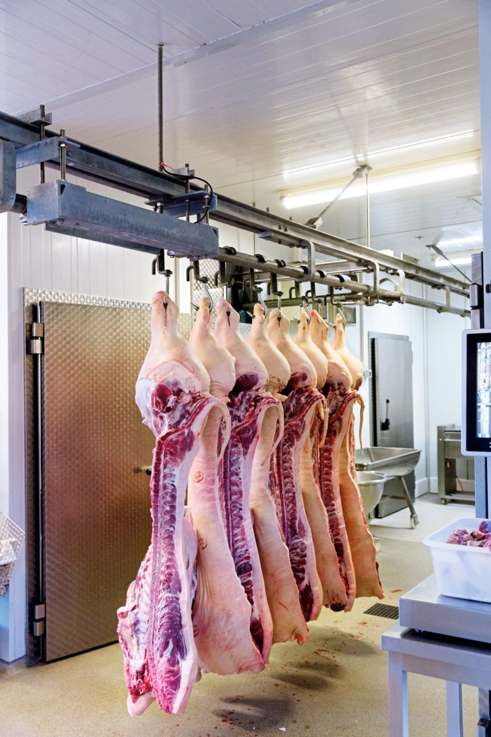 Kulinarischer Musterbetrieb: Schlachtwarm baumeln die Schweinehälften an Haken zur Weiterverarbeitung. Die Sauen stammen aus der unmittelbaren Nachbarschaft der Station. Alles wird hier verwurstet oder zu Schinken, Schnitzel und Steaks verarbeitet. Schlachtwarm baumeln die Schweinehälften an Haken zur Weiterverarbeitung. Die Sauen stammen aus der unmittelbaren Nachbarschaft der Station. Alles wird hier verwurstet oder zu Schinken, Schnitzel und Steaks verarbeitet.
