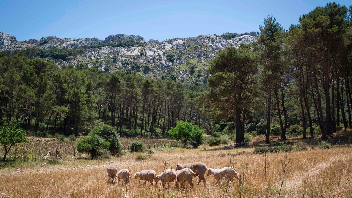 Deutsche stürzt beim Wandern auf Mallorca in den Tod