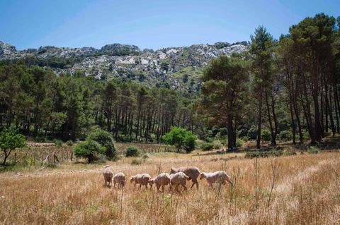 Deutsche stürzt beim Wandern auf Mallorca in den Tod