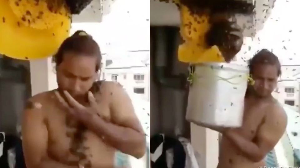 Leichtsinniger Imker: Dieser Mann hantiert mit nacktem Oberkörper mit einem Bienenschwarm Leichtsinniger Imker: Dieser Mann hantiert mit nacktem Oberkörper mit einem Bienenschwarm