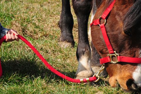 Nach derzeitigem Ermittlungsstand konnte sich das Mädchen nicht vom Führstrick lösen (Symbolbild)