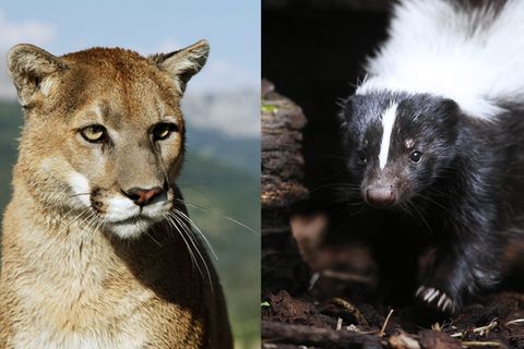 David gegen Goliath: Beute wird zum Jäger: Stinktier nimmt es mit ausgewachsenem Puma auf