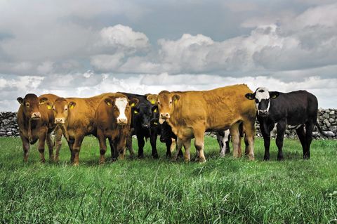 Irish Beef: Warum irisches Rindfleisch so gut ist – und wir uns davon ein Stück abschneiden sollten