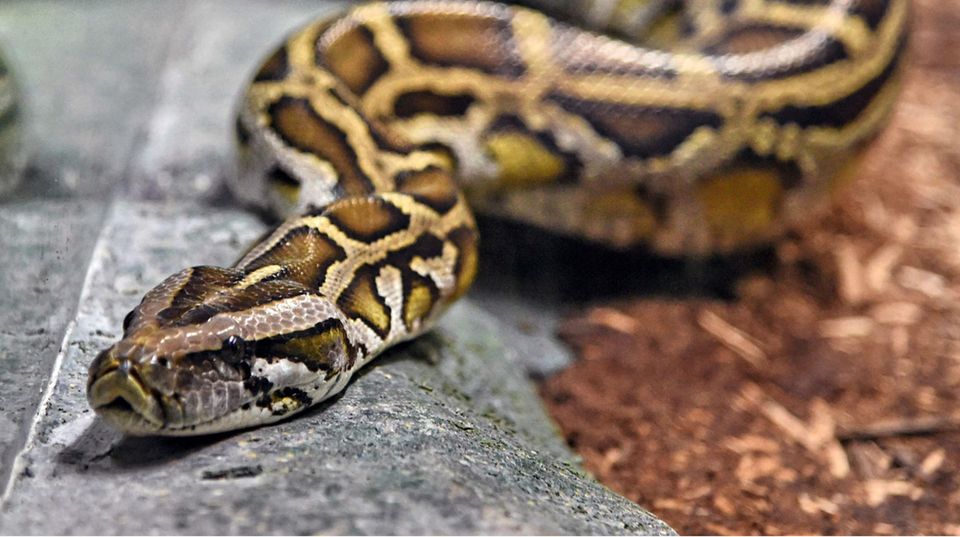 News des Tages: Eine Phthon - dieses Tier ist allerdings wesentlich größer als die Baby-Python, die der junge Mann mitführte. Eine Phthon - dieses Tier ist allerdings wesentlich größer als die Baby-Python, die der junge Mann mitführte.