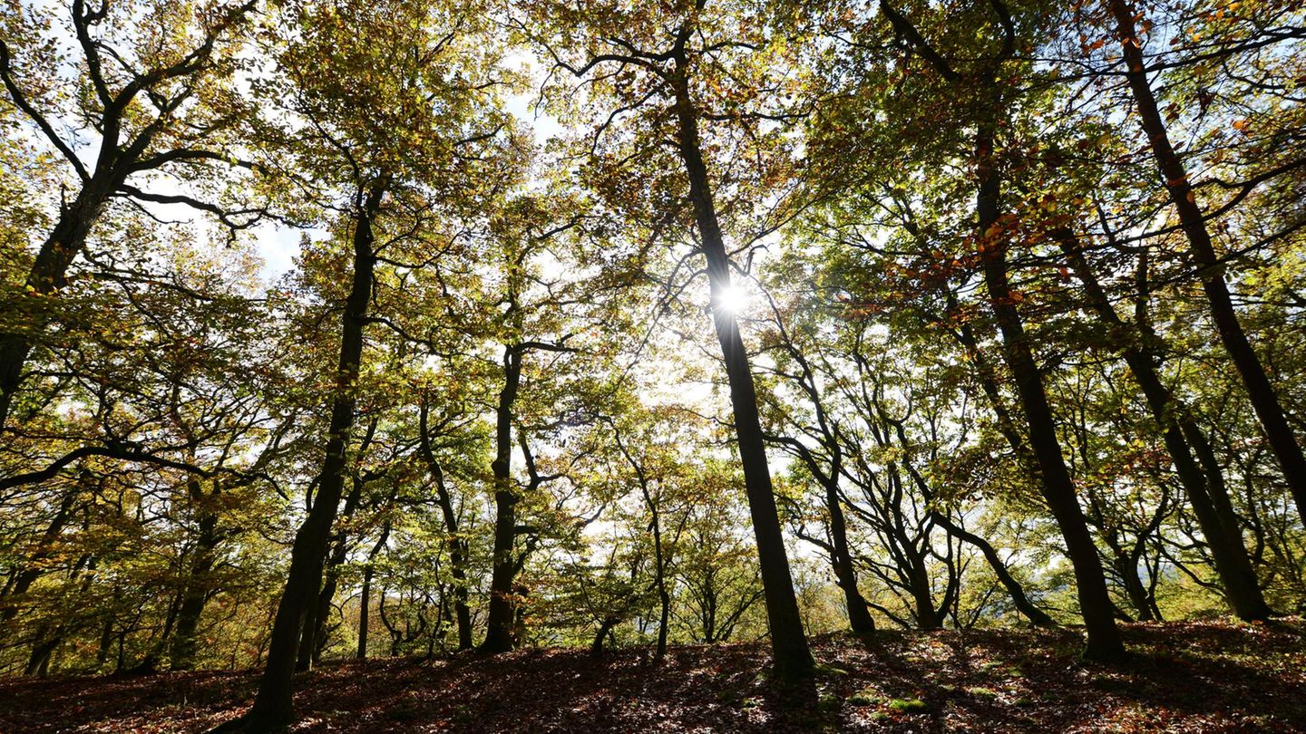 Wald