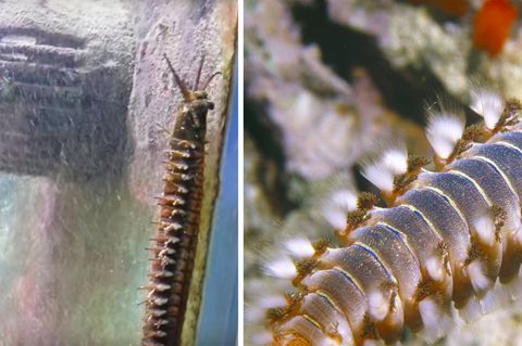 1,20 Meter langes Meereswesen: Wie gelangte dieser Riesen-Wurm unbemerkt ins Aquarium?