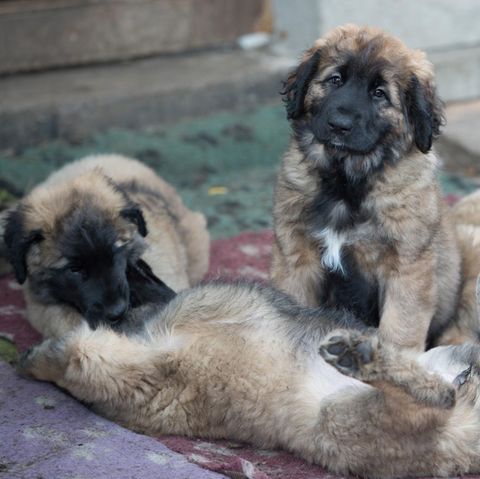 Vier Hundewelpen sitzen auf einer Decke. zwei spielen miteinander.