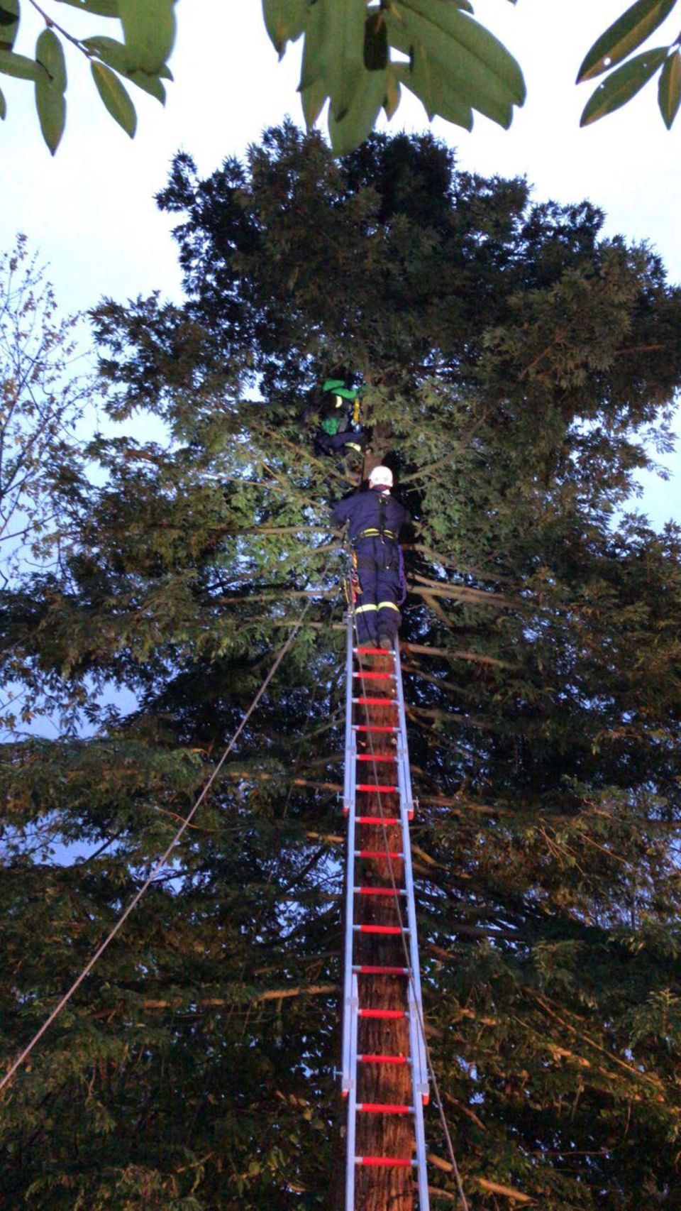 Aufwendige Rettungsaktion in Erkrath: Feuerwehrleute sind auf einer Leiter zu dem Jungen hochgeklettert