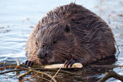 Ein Biber sitzt im flachen Wasser und hält sich mit den Vorderpfoten einen Ast vor sein Maul