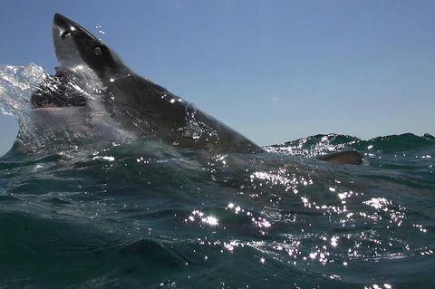 Haiangriff - Charlie Fry - Australien