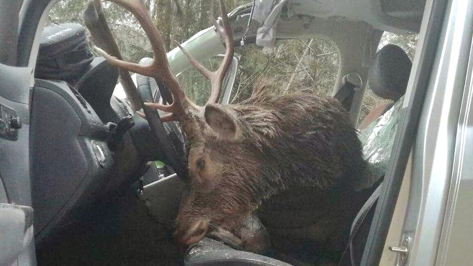 Der tote Hirsch auf den Vordersitzen des schwer beschädigten Fahrzeugs Der tote Hirsch auf den Vordersitzen des schwer beschädigten Fahrzeugs