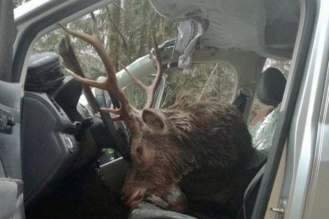 Der Hirsch sprang in Tirol vor das Auto und krachte durch die Windschutzscheibe