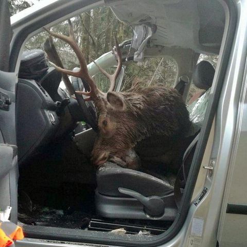 Der Hirsch sprang in Tirol vor das Auto und krachte durch die Windschutzscheibe
