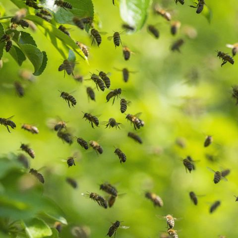 Bienen fliegen in der Luft