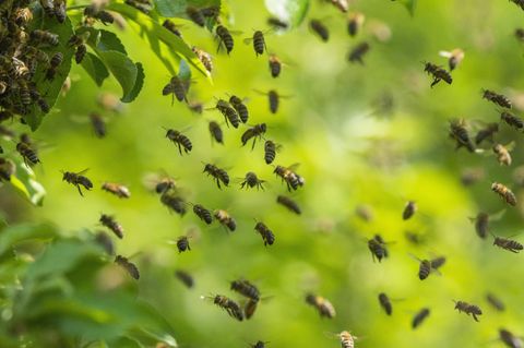 Bienen fliegen in der Luft