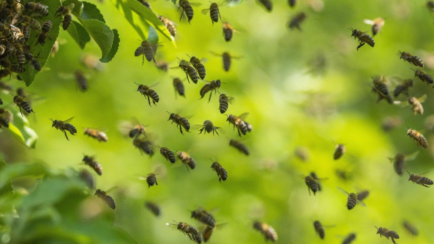 Bienen fliegen in der Luft