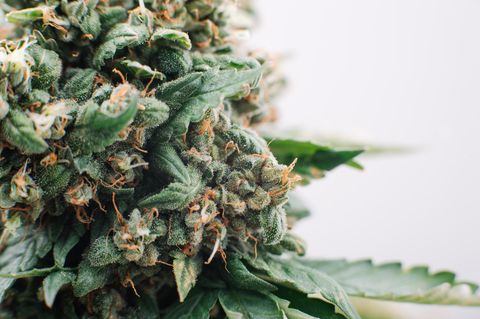 Blüten der Marihuana-Pflanze