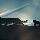 Ein Jaguar-Pärchen (Mutter und Junges) findet sich auf der Frontschutzscheibe