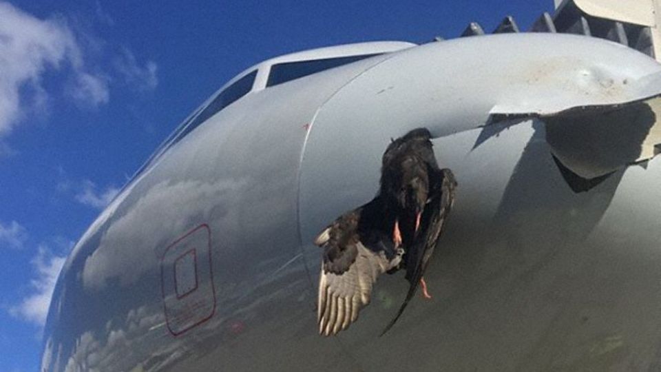 Der tote Vogel hängt im Bug des in Miami gelandeten Airbus A319 von American Airlines fest.